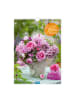 Trötsch Kalender - Trötsch Classickalender Blumenkalender 2025