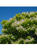 NatureNest Catalpa bignonioides Nana Kugelbaum in Weiss