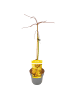 NatureNest Acer palmatum Cascade Gold Ahorn Hochstamm in Gelb