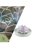 NatureNest 1 Sukkulente Echeveria Lilacina in Lila Topf 12 bis 14 cm Höhe 5 cm
