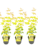 NatureNest 3er: Set Acer palmatum Orange Dream Ahornpflanze in Gelb