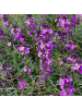 NatureNest 3 Erysimum Bowles Mauve Pflanzen in Lila
