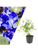NatureNest 6er: Set Ceratostigma plumbaginoides Pflanzen in Blau