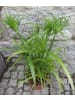 MeinVIPShop Papyrusgras Zimmerpflanze XXL 60 cm hoch Palme ECHTE Pflanze