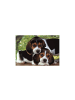 Clementoni Tiere Beagles Close Together Hund 500-teiliges Puzzle