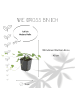NatureNest 6 Efeu-Pflanzen  Hedera helix 'Glacier'  