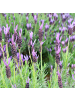 NatureNest 6er: Set Französische Lavendelpflanzen Anouk in Lila