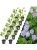NatureNest 12 Storchschnabelpflanzen  Geranium 'Rozanne'  