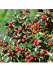 NatureNest 12 Asterpflanzen  Aster ageratoides 'Asran'  