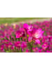 OH2 Patio City Garden Rosa Mix