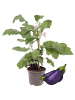 NatureNest Auberginen Pflanze in Lila Topf 14 cm Höhe 40 cm