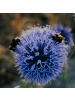 NatureNest 3er-Set: Echinops ritro Staude sonnig winterhart in Blau