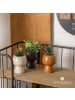 Atmosphera Créateur d'intérieur Sukkulente in schwarz