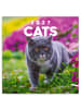 Wandkalender 2027 mit 6-sprachigem Kalendarium in Cats - 30 x 30 cm
