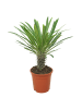 MeinVIPShop Madagaskarpalme Pachypodium lamerei 45cm