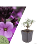 NatureNest 3er-Set: Erysimum Bowles Mauve Staude winterhart in Violett