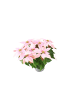 MeinVIPShop Weihnachtsstern rosa 30 cm Zimmerpflanze