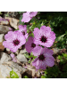 NatureNest 3er: Set Geranium cinereum Ballerina Pflanzen in Rosa