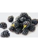 OH2 3er-Set Brombeeren in Schwarz