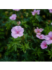 NatureNest 3er-Set: Geranium Max Frei Staude winterhart in Pink