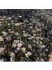 NatureNest 3 Asterpflanzen  Aster ageratoides 'Asran' 