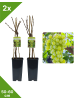 GARDENZO 2er-Set Weinrebe weiß 50-60cm 2L Topf