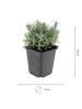 NatureNest 12er: Set Lavandula angustifolia Hidcote Pflanzen in Lila