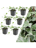 NatureNest 6 Efeu-Pflanzen  Hedera helix 'Glacier'  