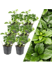 NatureNest 6 Dickblattpflanzen  Pachysandra terminalis  