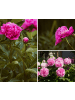 GARDENZO 6er-Set: Pfingstrose (Paeonia lactiflora) in Rosa