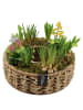 MeinVIPShop Wunderschönes rundes Arrangement aus bunten Frühlingsblumen 33cm