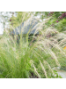 NatureNest 12 Federgraspflanzen  Stipa tenuissima 'Ponytails'  