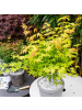 NatureNest Acer palmatum Orange Dream Ahornpflanze in Gelb Topf 19 cm Höhe 50 cm