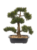 Beliani Kunstpflanze PINE in Grün/Schwarz - (W) 34 x (H) 44 x (L) 7 cm