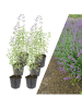 NatureNest 6 Katzenminze-Pflanzen  Nepeta 'Walker's Low'  