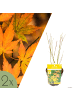 NatureNest 2er: Set Acer palmatum Orange Dream Ahornpflanze in Gelb Topf 15 cm Höhe 30 cm