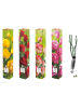 GARDENZO 4er-Set: Duftende großblumige Gartenrosen in Bunt