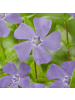 NatureNest 12 Blaue Immergrün pflanzen  Vinca minor  