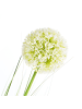 Beliani Kunstpflanze SNOWBALL BUSH in Grün/Schwarz - (W) 60 x (H) 125 x (L) 60 cm