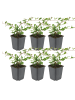 NatureNest Zwergmispel Set 6 Cotoneaster dammeri winterhart