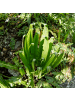 NatureNest 3er-Set: Asplenium scolopendrium Farn winterhart in Grün