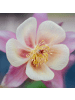 NatureNest 3er: Set Aquilegia vulgaris Pflanzen in Bunt