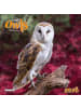 TUSHITA Kalender - Magic Owls  2026