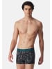 Schiesser Retro Short / Pant 95/5 Cotton in Schwarz / grau