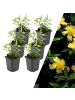 NatureNest 6 Johanniskrautpflanzen  Hypericum calycinum  