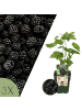 NatureNest Brombeeren Set 3 Rubus fruticosus bio