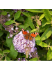 NatureNest Buddleja Butterfly Candy Lila Sweetheart Pflanzen in Lila