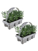 NatureNest 12er: Set Lavendelpflanzen Edelweiss in Weiß