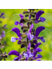 NatureNest 6er: Set Salvia nemorosa Ostfriesland Pflanzen in Lila
