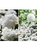 GARDENZO 6er-Set: Pfingstrose (Paeonia lactiflora) in Weiss